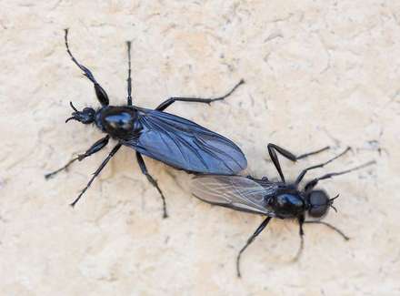 Mating Insects — Nature, photograph by Gianluca Attura