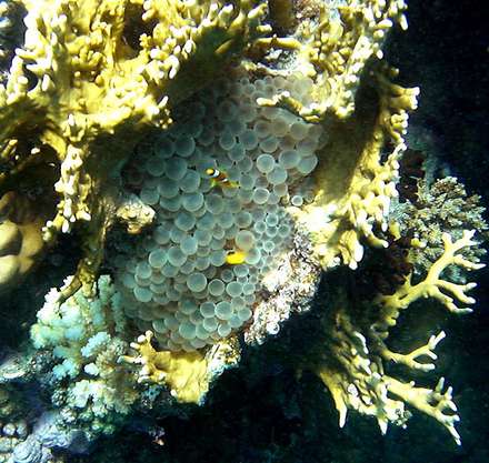Globular Anemone — Nature, photograph by Gianluca Attura