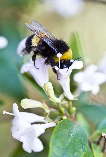 Bee — Nature, photograph by Gianluca Attura