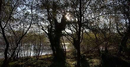 Woods — Nature, photograph by Gianluca Attura