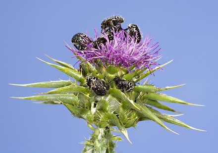 Crowded Thistle — Nature, photograph by Gianluca Attura