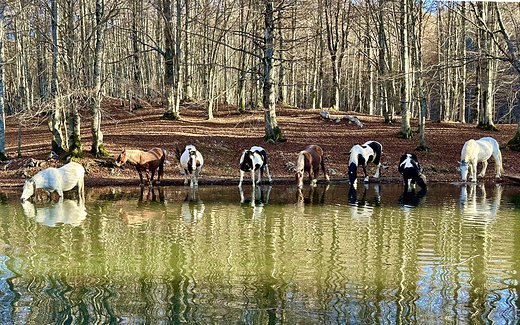 Horses at the Pond — Nature, photograph by Gianluca Attura