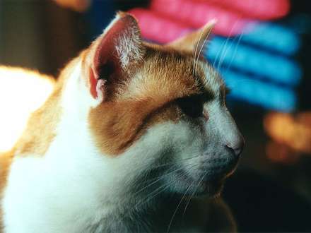 Chicco — Nature, photograph by Gianluca Attura