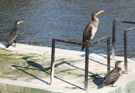 Cormorants — Nature, photograph by Gianluca Attura
