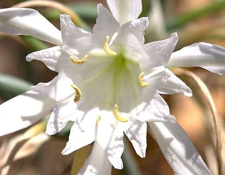 White Flower — Nature, photograph by Gianluca Attura