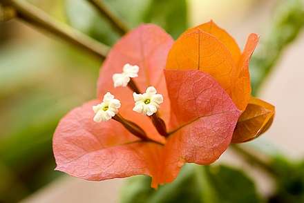 Red Flower — Nature, photograph by Gianluca Attura