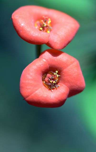 Euphorbia Milii — Nature, photograph by Gianluca Attura