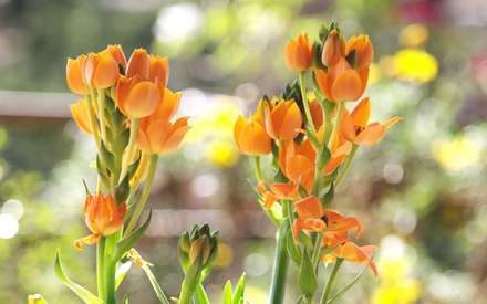 Flowers — Nature, photograph by Gianluca Attura