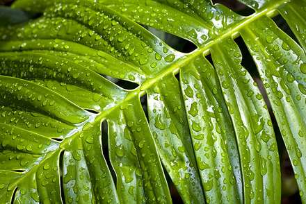 Leaf — Nature, photograph by Gianluca Attura