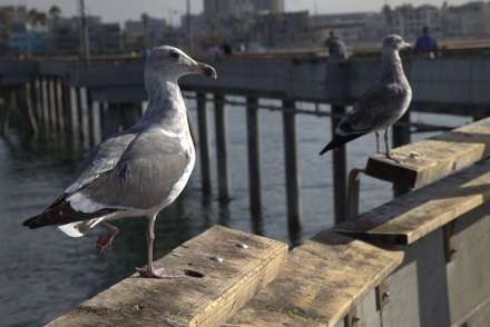Limping Seagull — Nature, photograph by Gianluca Attura