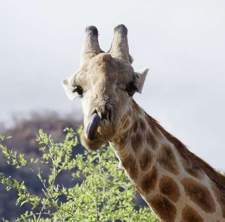 Giraffe — Nature, photograph by Gianluca Attura