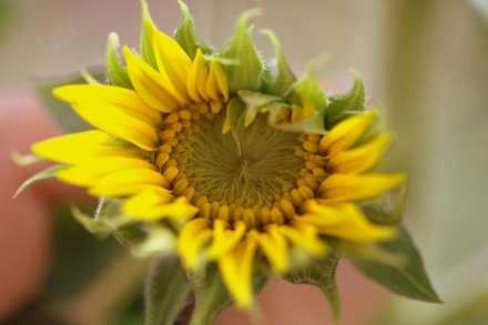 Sunflower — Nature, photograph by Gianluca Attura