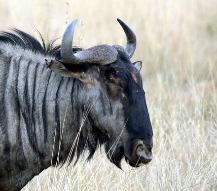 Wildebeest — Nature, photograph by Gianluca Attura