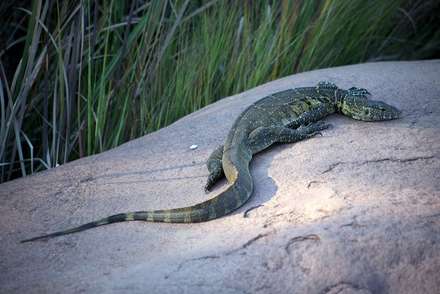 Lizard — Nature, photograph by Gianluca Attura