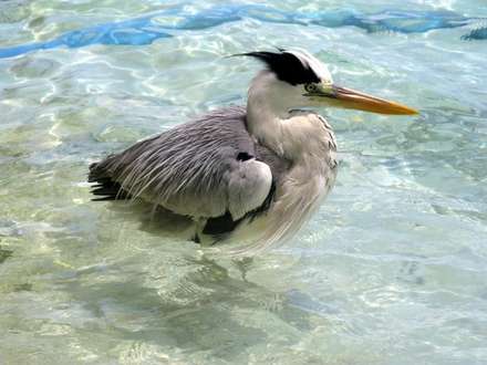 Macana — Nature, photograph by Gianluca Attura