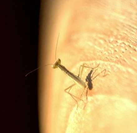 Mantis — Nature, photograph by Gianluca Attura