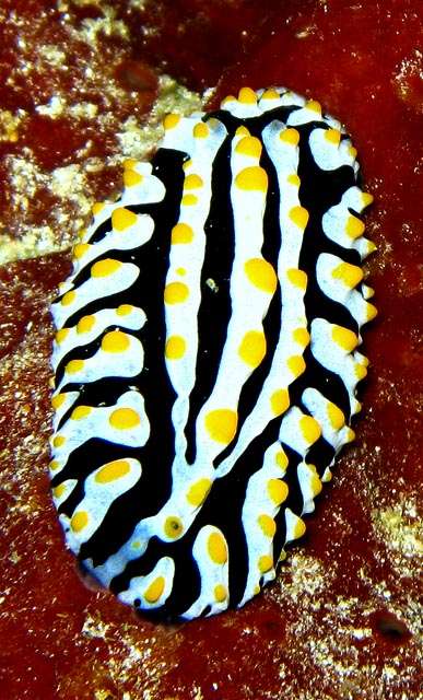 Horned Nudibranch — Nature, photograph by Gianluca Attura