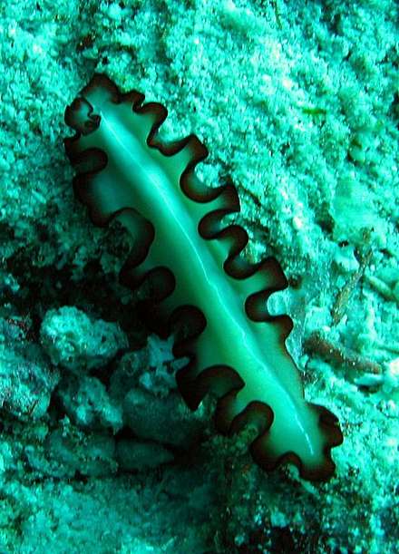 Deep Nudibranch — Nature, photograph by Gianluca Attura