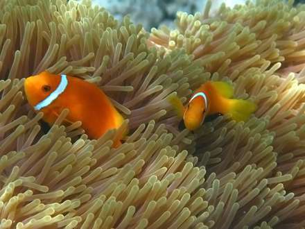 Clownfish — Nature, photograph by Gianluca Attura