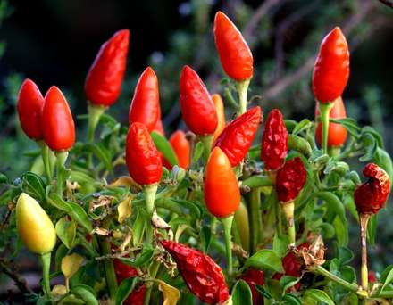 Chillies — Nature, photograph by Gianluca Attura