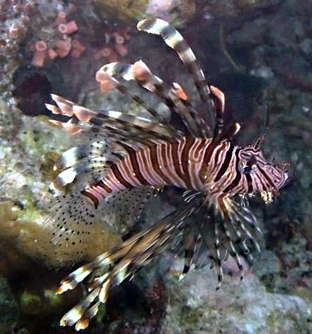 Lionfish — Nature, photograph by Gianluca Attura