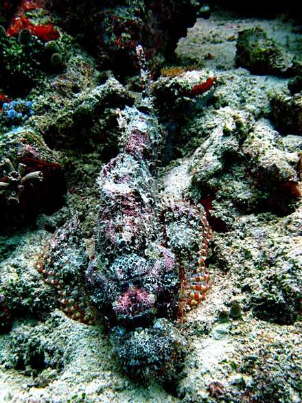 Stonefish — Nature, photograph by Gianluca Attura
