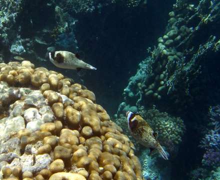 Boxfish — Nature, photograph by Gianluca Attura