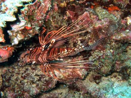 Scorpionfish — Nature, photograph by Gianluca Attura