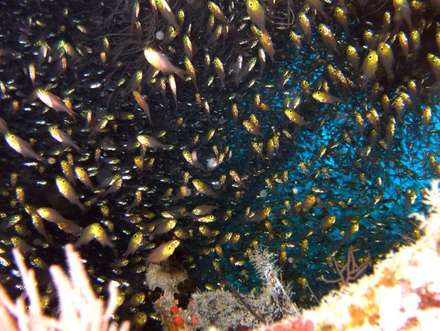 Glassfish — Nature, photograph by Gianluca Attura