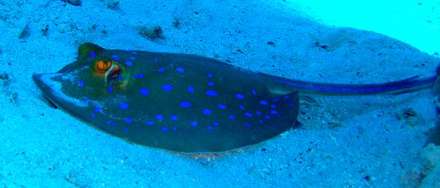 Spotted Ray — Nature, photograph by Gianluca Attura