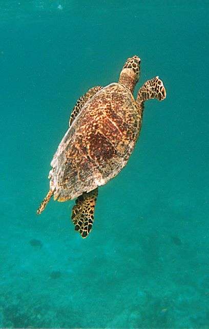 Turtle — Nature, photograph by Gianluca Attura