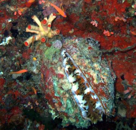 Tridacna — Nature, photograph by Gianluca Attura