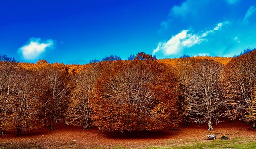 Autumn Trees — Places, photograph by Gianluca Attura