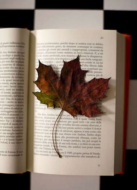 Leaf — Things, photograph by Gianluca Attura