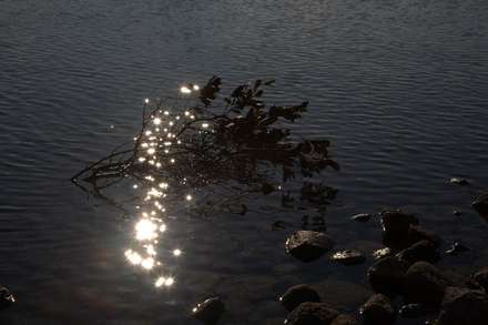 Branch in Water — Things, photograph by Gianluca Attura